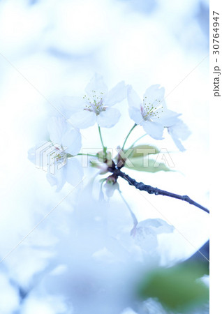 花 桜 フォーカス 30764947