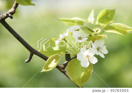 花 梨の花 梨 30765003
