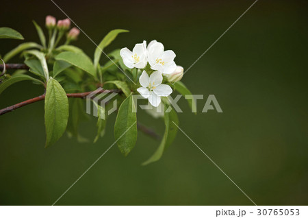 花 リンゴの花 植物 30765053