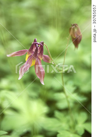 花 オダマキの花 植物 30765057