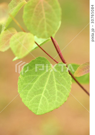 部分 フォーカス 屋外 30765084