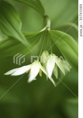 花 屋外 室外 30765089