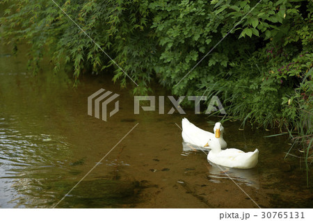 アヒル 鳥 クローズアップ 30765131