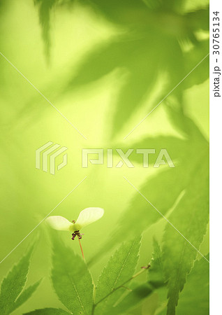 緑 緑色 カエデの葉 30765134