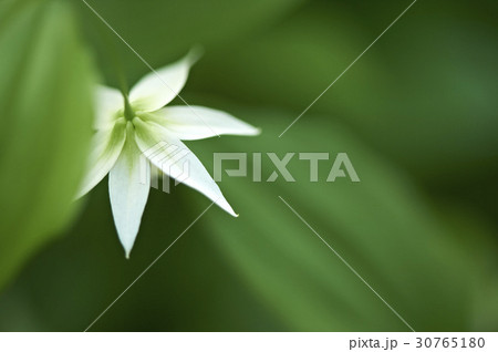 花 フォーカス チゴユリ 30765180