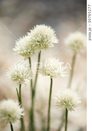 花 ニラの花 植物 30765277