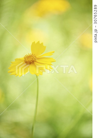 グムギェグク 花 黄色 30765289