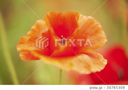 花 赤 植物 30765309