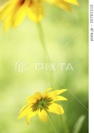 花 オオハンゴンソウ属 植物 30765310