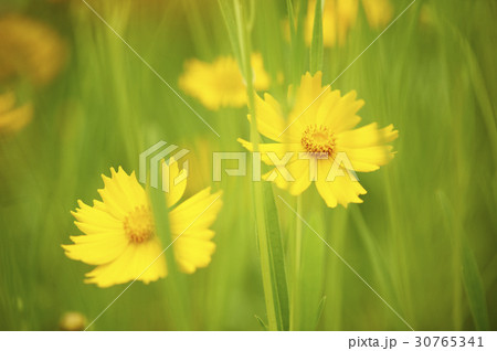 グムギェグク 花 花畑 30765341