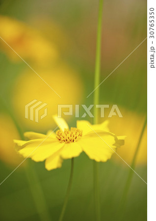 グムギェグク 花 屋外 30765350