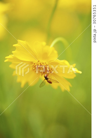 昆虫 グムギェグク 花 30765351