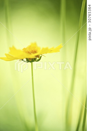 グムギェグク 花 フォーカス 30765364