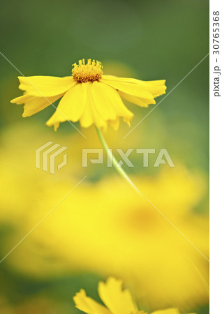 グムギェグク 花 黄色 30765368