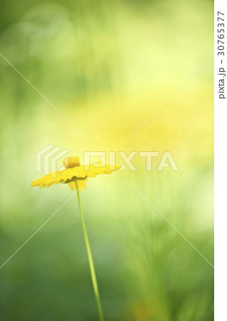グムギェグク 花 植物 30765377
