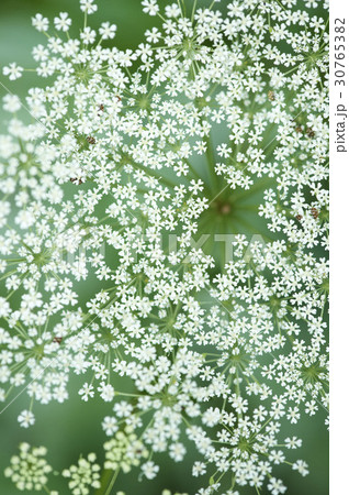 花 植物 クローズアップ 30765382
