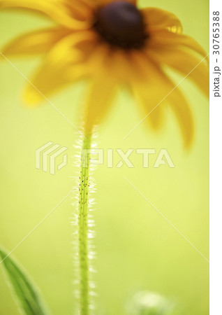 花 黄色 イエロー 30765388