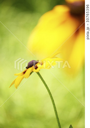 花 オオハンゴンソウ属 フォーカス 30765396