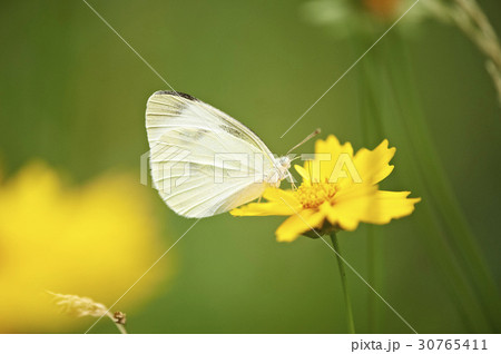 グムギェグク 花 蝶 30765411