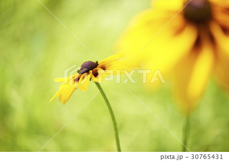 花 オオハンゴンソウ属 フォーカス 30765431