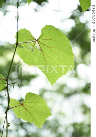 植物 屋外 室外 30765433