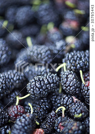 植物 実 オーディオ 30765443