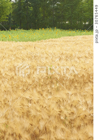 京畿道 キョンギド 麦畑 30765449