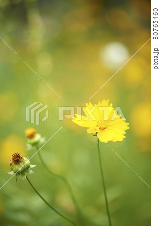 グムギェグク 花 黄色 30765460