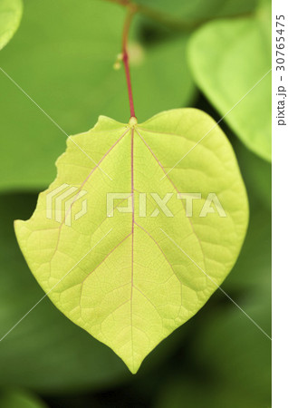 葉 木の葉 緑 30765475