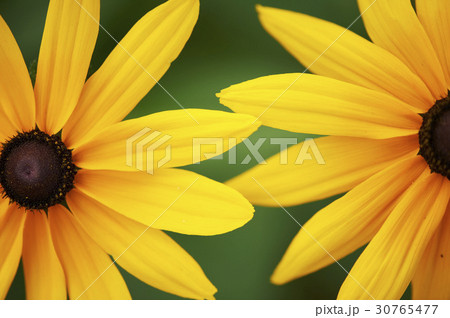 2 黄色 イエロー 30765477