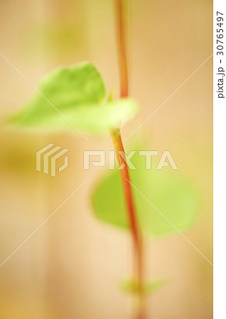 植物 自然 幹 30765497