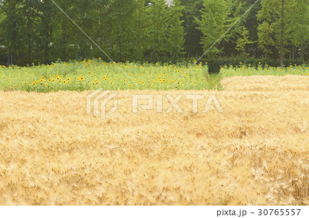 京畿道 キョンギド 富川市 30765557