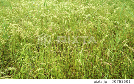 京畿道 キョンギド オウムも 30765601