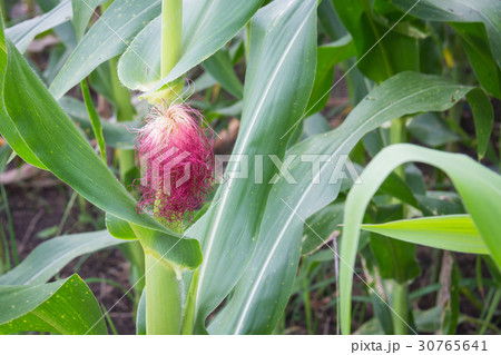 Sweet corn in the garden 30765641