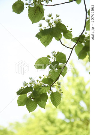 花 葉 木の葉 30765662