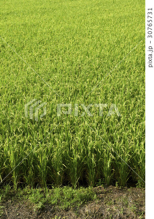 田畑 農作物 稲 30765731