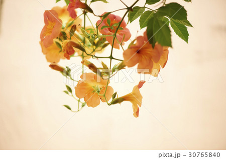 花 ジャカランダ 屋外 30765840