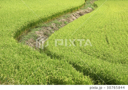 ノン 稲 夏 30765844