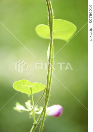 花 朝顔 植物 30766016