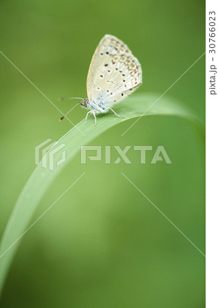 昆虫 蝶 シジミチョウ 30766023