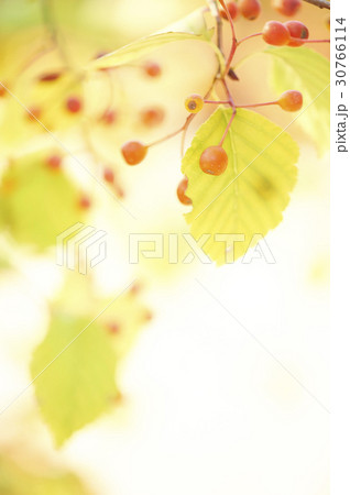 木 フォーカス 実 30766114