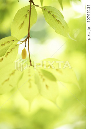 木 サンシュユ 屋外 30766135