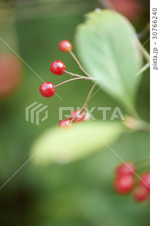 木 フォーカス 植物 30766240