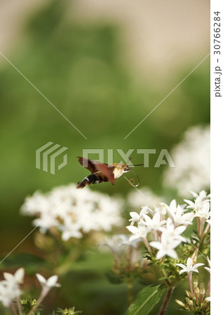 昆虫 激写 屋外 30766284