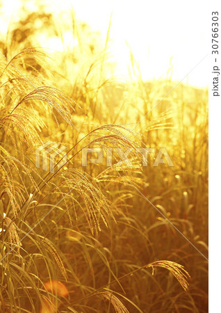 夕焼け ススキ 仁川大公園 30766303