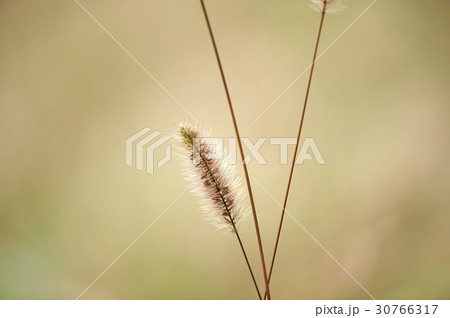 エノコログサ 植物 屋外 30766317