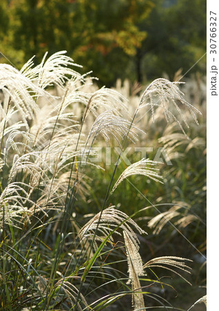 南洞 ススキ 仁川 30766327