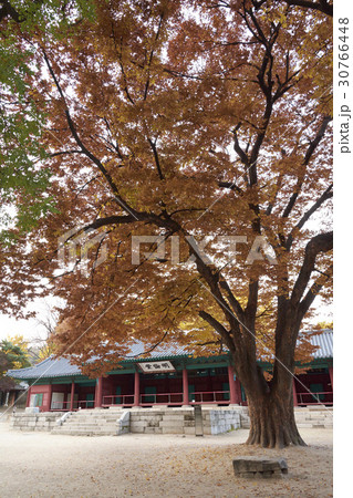 ソウル ソウルみかん 成均館明倫堂 30766448
