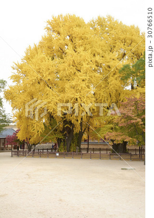 古建築 紅葉 天然記念物 30766510