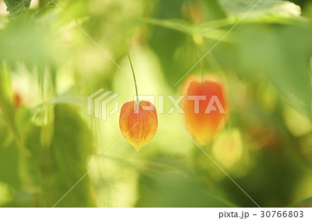 花 植物 アブチルロン 30766803